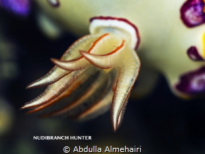 nudi by Abdulla Almehairi 